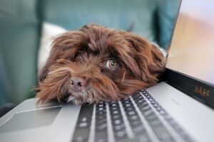 Puppy laying his head on a laptop's keyboard