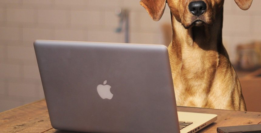 Dog with glasses sitting in front of a laptop computer on a desk.